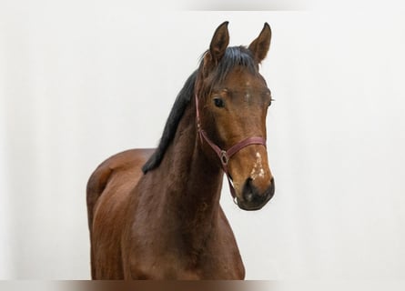 Oldenburg, Mare, 2 years, 16,1 hh, Brown