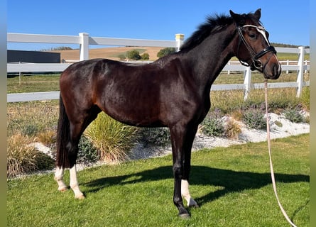Oldenburg, Mare, 2 years, 16.1 hh, Smoky-Black