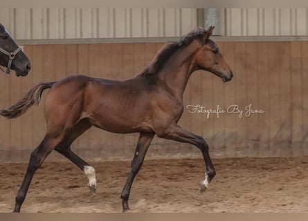 Oldenburg, Mare, 2 years, 16,2 hh, Bay-Dark