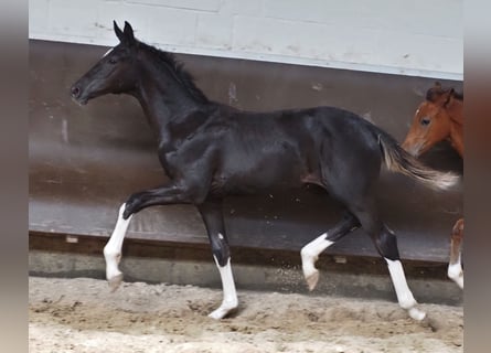 Oldenburg, Mare, 2 years, 16,2 hh, Black