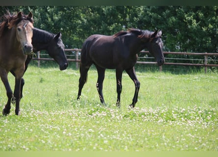Oldenburg, Mare, 2 years, 16.2 hh, Black