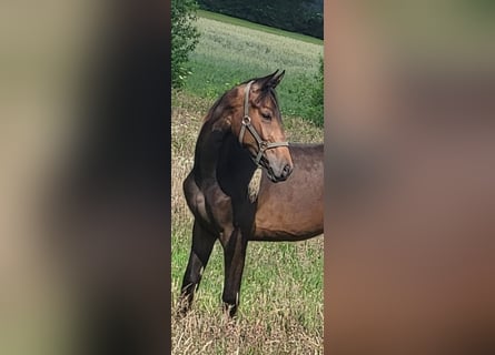 Oldenburg, Mare, 2 years, 16.3 hh, Brown