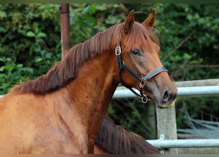 Oldenburg, Mare, 2 years, 16 hh, Chestnut-Red