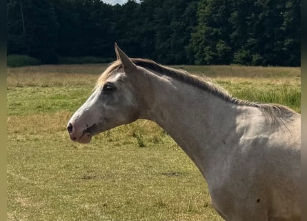 Oldenburg, Mare, 2 years, 16 hh, Pinto