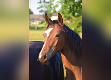 Oldenburg, Mare, 2 years, 16,1 hh, Brown