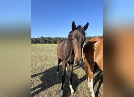 Oldenburg, Mare, 2 years, 16,1 hh, Brown