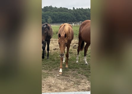 Oldenburg, Mare, 2 years, 16,1 hh, Chestnut