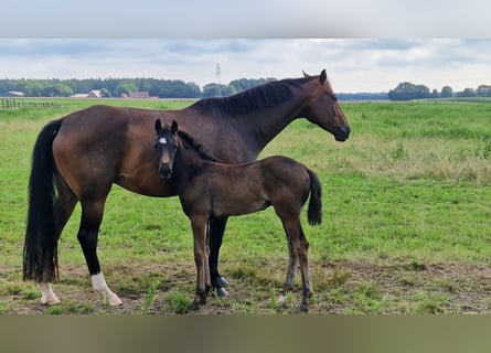 Oldenburg, Mare, 2 years, 16,2 hh, Bay-Dark