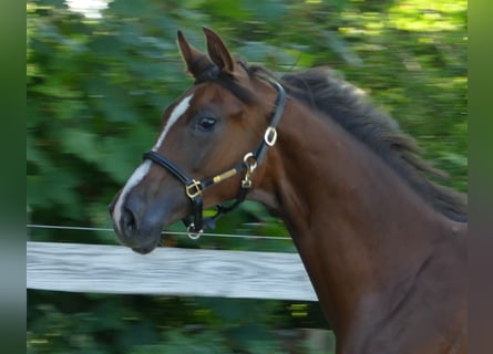 Oldenburg, Mare, 2 years, 17 hh, Chestnut