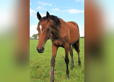 Oldenburg, Mare, 2 years, Brown