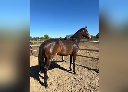 Oldenburg, Mare, 2 years, Brown