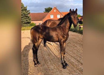 Oldenburg, Mare, 2 years, Brown