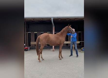 Oldenburg, Mare, 2 years, Chestnut