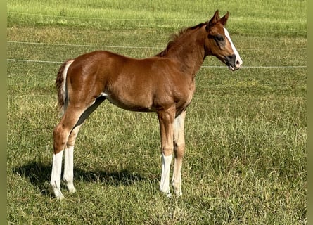 Oldenburg, Mare, 2 years, Chestnut-Red