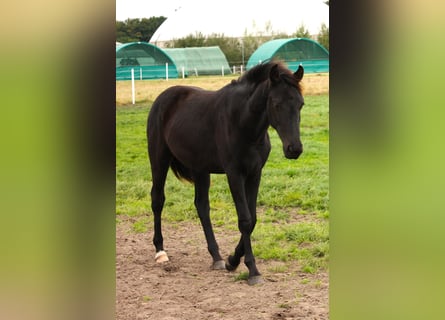 Oldenburg, Mare, 2 years, Smoky-Black