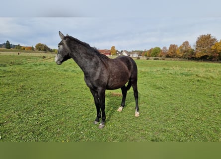 Oldenburg Mix, Mare, 3 years, 14,2 hh, Grey-Dapple