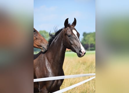Oldenburg Mix, Mare, 3 years, 15.2 hh, Bay-Dark