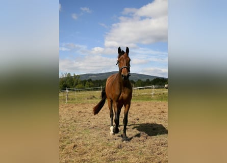 Oldenburg, Mare, 3 years, 15,2 hh, Bay-Dark