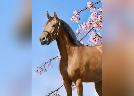 Oldenburg, Mare, 3 years, 15,2 hh, Brown