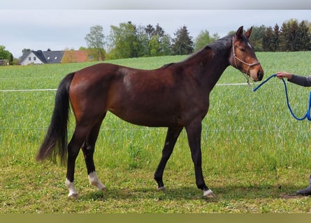 Oldenburg, Mare, 3 years, 15.3 hh, Brown