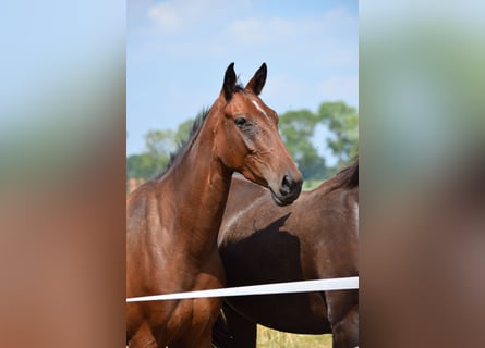 Oldenburg Mix, Mare, 3 years, 15,1 hh, Brown
