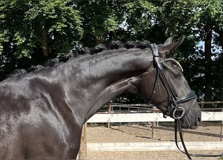 Oldenburg, Mare, 3 years, 15,2 hh, Black