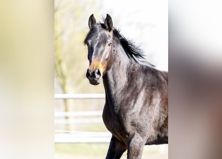 Oldenburg, Mare, 3 years, 16.1 hh, Bay-Dark