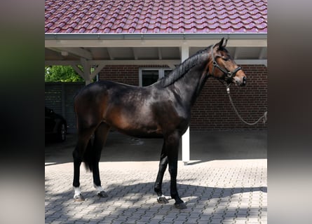 Oldenburg, Mare, 3 years, 16.1 hh, Bay-Dark