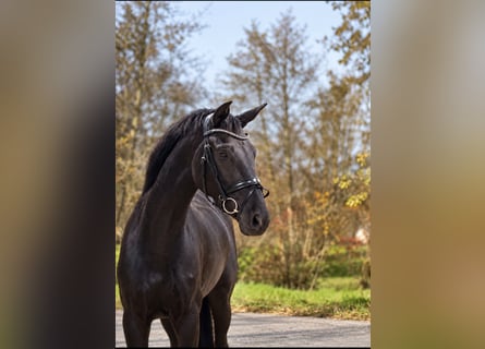 Oldenburg, Mare, 3 years, 16.1 hh, Black