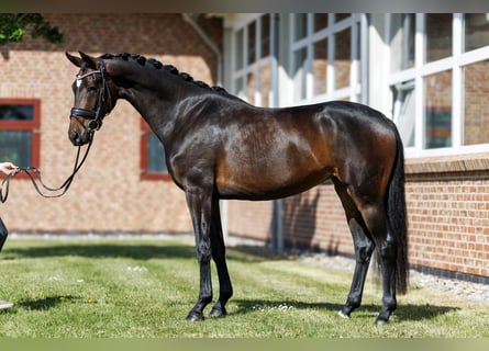 Oldenburg, Mare, 3 years, 16.1 hh, Brown