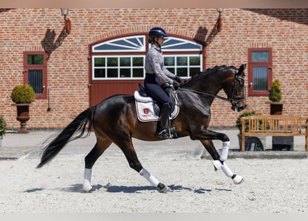 Oldenburg, Mare, 3 years, 16.1 hh, Brown