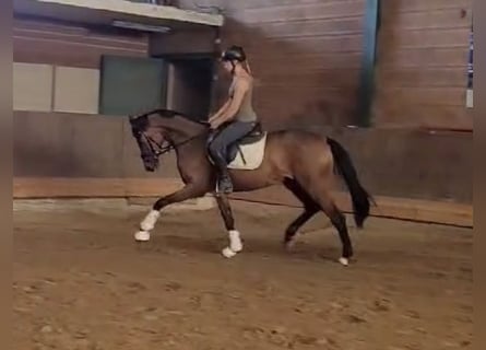 Oldenburg, Mare, 3 years, 16,1 hh, Brown