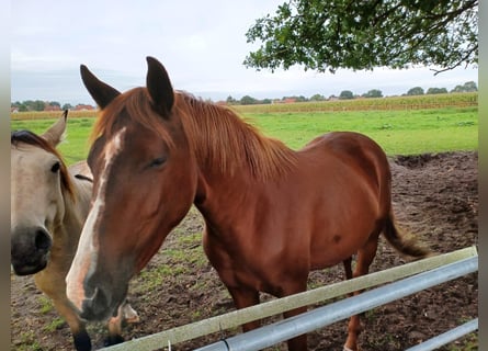 Oldenburg, Mare, 3 years, 16.1 hh, Chestnut-Red