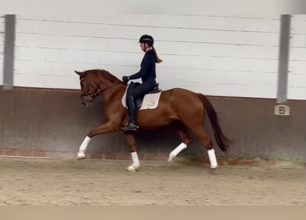 Oldenburg, Mare, 3 years, 16,1 hh, Chestnut-Red