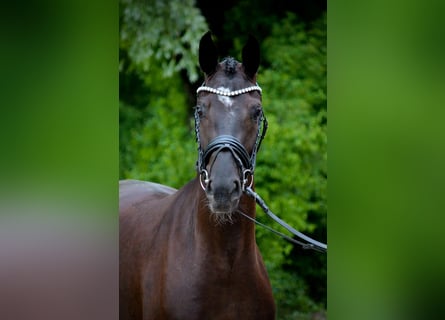 Oldenburg, Mare, 3 years, 16.2 hh, Black