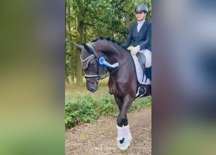Oldenburg, Mare, 3 years, 16.2 hh, Black