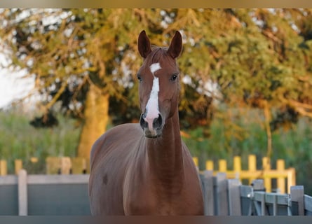 Oldenburg, Mare, 3 years, 16,2 hh, Chestnut-Red