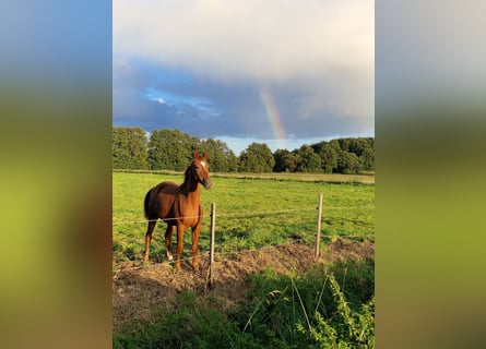 Oldenburg, Mare, 3 years, 16,2 hh