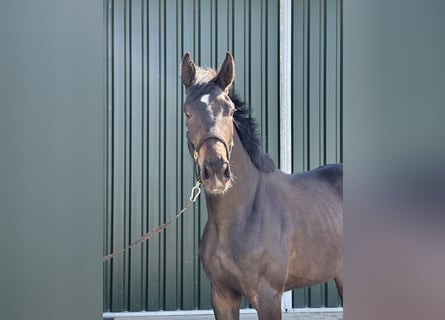 Oldenburg, Mare, 3 years, 16.2 hh, Smoky-Black