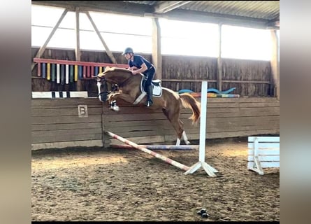 Oldenburg, Mare, 3 years, 16,3 hh, Chestnut-Red