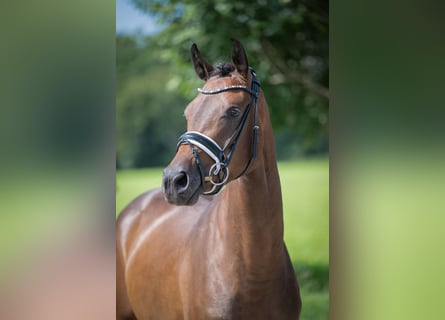 Oldenburg, Mare, 3 years, 16 hh, Bay-Dark