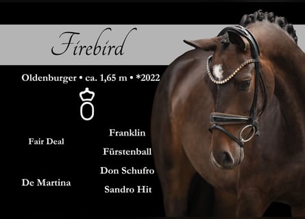 Oldenburg, Mare, 3 years, 16 hh, Bay-Dark