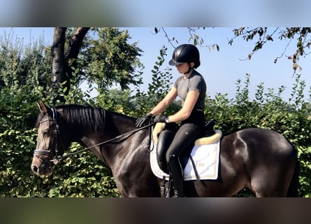 Oldenburg, Mare, 3 years, 16 hh, Bay-Dark