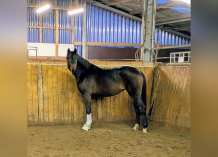 Oldenburg, Mare, 3 years, 16 hh, Bay-Dark