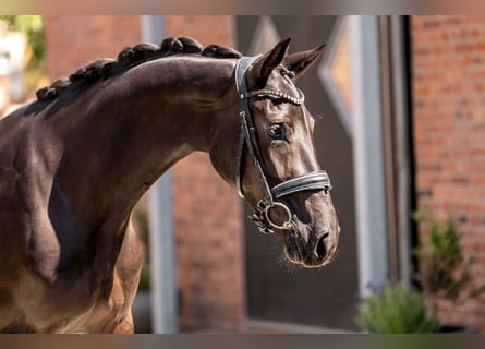 Oldenburg, Mare, 3 years, 16 hh, Black