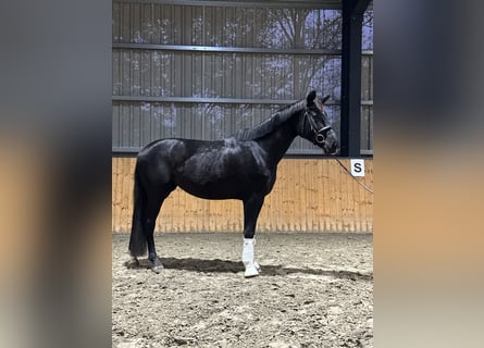 Oldenburg, Mare, 3 years, 16 hh, Black