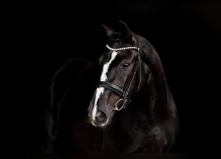 Oldenburg, Mare, 3 years, 16 hh, Black