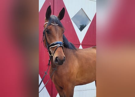 Oldenburg, Mare, 3 years, 16 hh, Brown