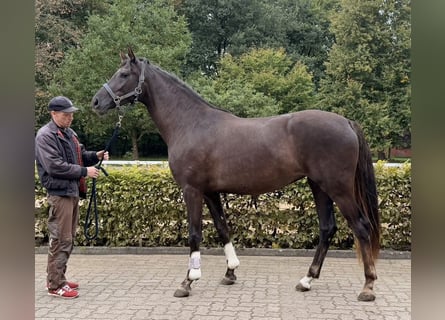 Oldenburg, Mare, 3 years, 16 hh, Chestnut