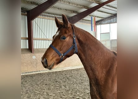 Oldenburg, Mare, 3 years, 16 hh, Chestnut-Red